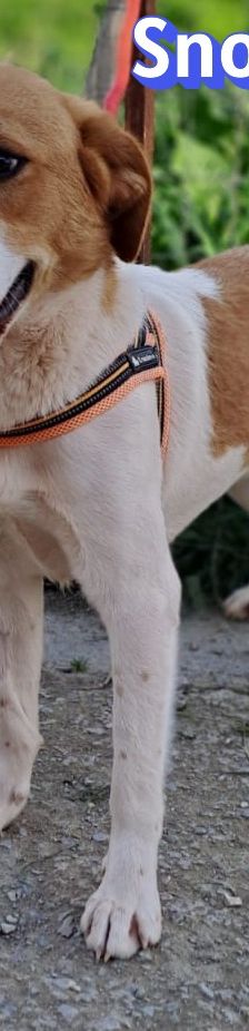 Snoopy – Mischling, Männchen, 1 Jahr 2 Monate, Griechenland – Foto 12
