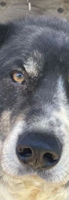 Spiros – Mischling, Männchen, Alter unbekannt – Foto 1