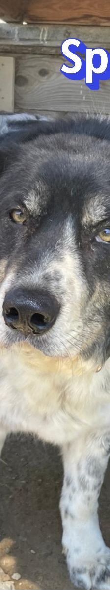 Spiros – Mischling, Männchen, Alter unbekannt – Foto 3