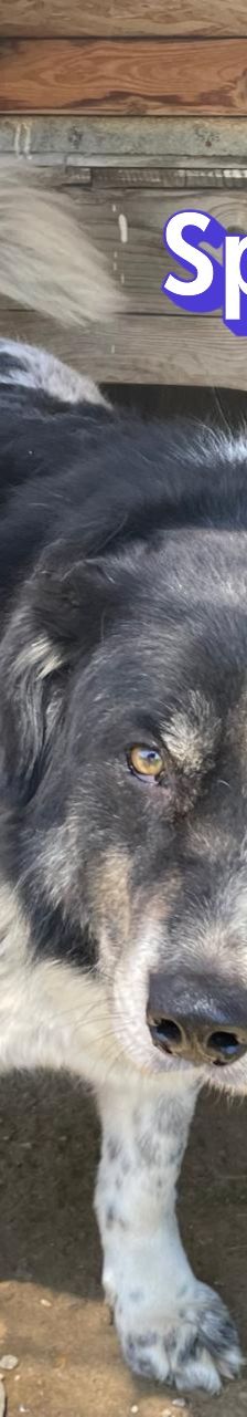 Spiros – Mischling, Männchen, Alter unbekannt – Foto 4