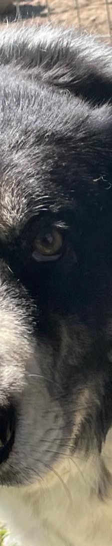 Spiros – Mischling, Männchen, Alter unbekannt – Foto 6