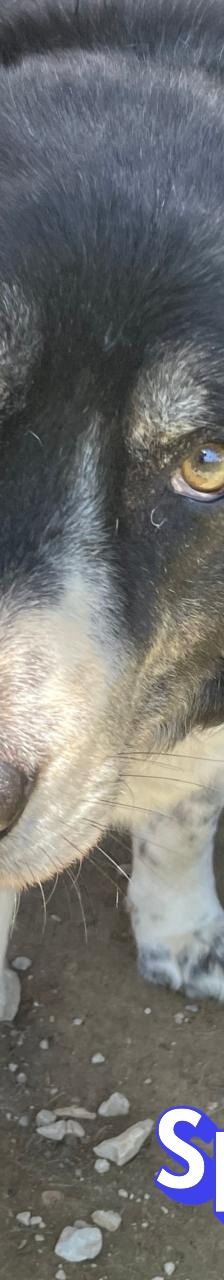 Spiros – Mischling, Männchen, Alter unbekannt – Foto 7