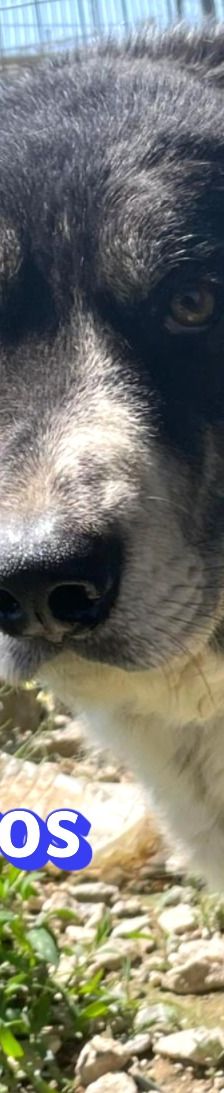 Spiros – Mischling, Männchen, Alter unbekannt – Foto 8