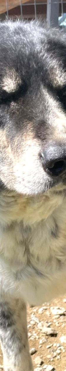 Spiros – Mischling, Männchen, Alter unbekannt – Foto 9