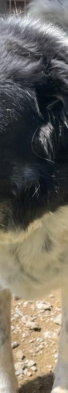 Spiros – Mischling, Männchen, Alter unbekannt – Foto 11