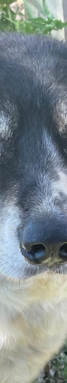 Spiros – Mischling, Männchen, Alter unbekannt – Foto 12