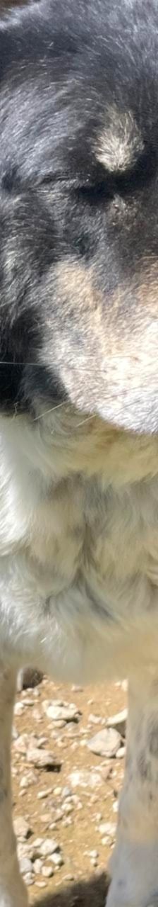 Spiros – Mischling, Männchen, Alter unbekannt – Foto 13
