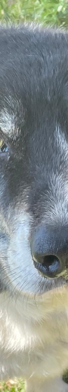 Spiros – Mischling, Männchen, Alter unbekannt – Foto 14
