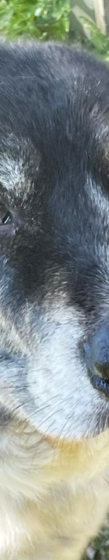 Spiros – Mischling, Männchen, Alter unbekannt – Foto 15