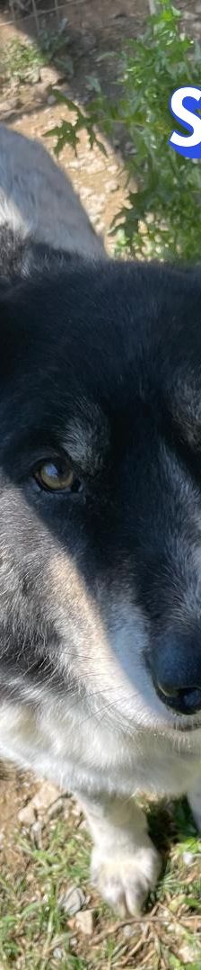 Spiros – Mischling, Männchen, Alter unbekannt – Foto 17