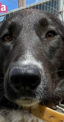 Stella – Mischling, Weibchen, 2 Jahre 5 Monate, Griechenland – Foto 1