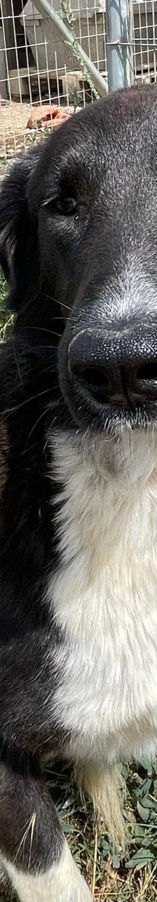 Stella – Mischling, Weibchen, 2 Jahre 5 Monate, Griechenland – Foto 4