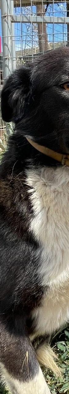 Stella – Mischling, Weibchen, 2 Jahre 5 Monate, Griechenland – Foto 5