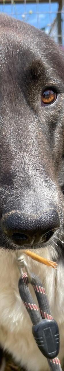 Stella – Mischling, Weibchen, 2 Jahre 5 Monate, Griechenland – Foto 6