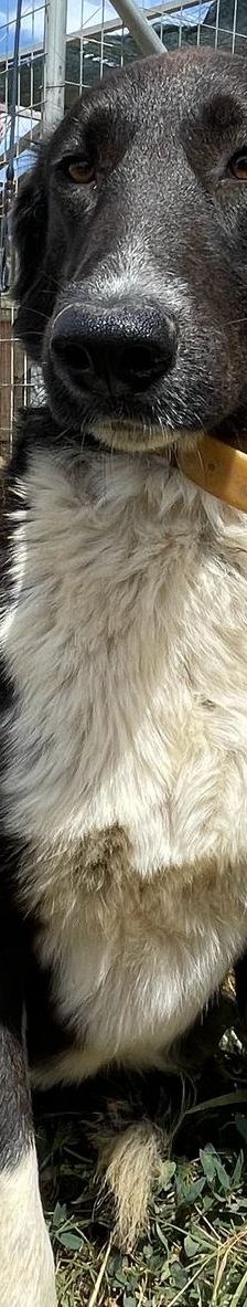 Stella – Mischling, Weibchen, 2 Jahre 5 Monate, Griechenland – Foto 7