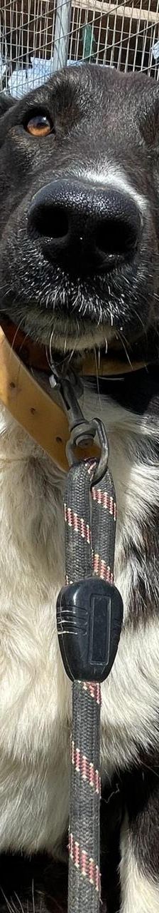 Stella – Mischling, Weibchen, 2 Jahre 5 Monate, Griechenland – Foto 8