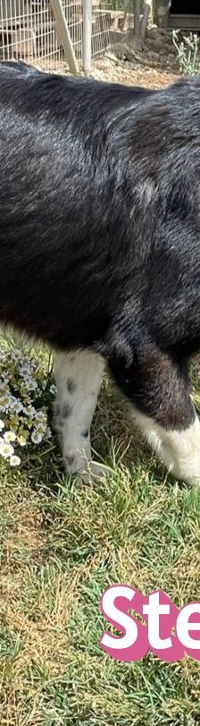 Stella – Mischling, Weibchen, 2 Jahre 5 Monate, Griechenland – Foto 9