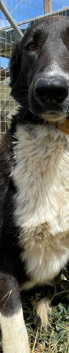 Stella – Mischling, Weibchen, 2 Jahre 5 Monate, Griechenland – Foto 10