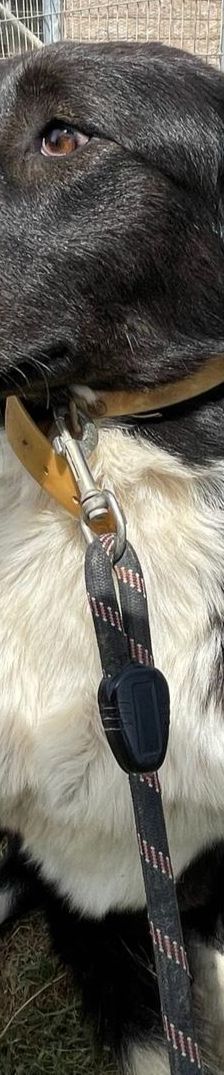 Stella – Mischling, Weibchen, 2 Jahre 5 Monate, Griechenland – Foto 11