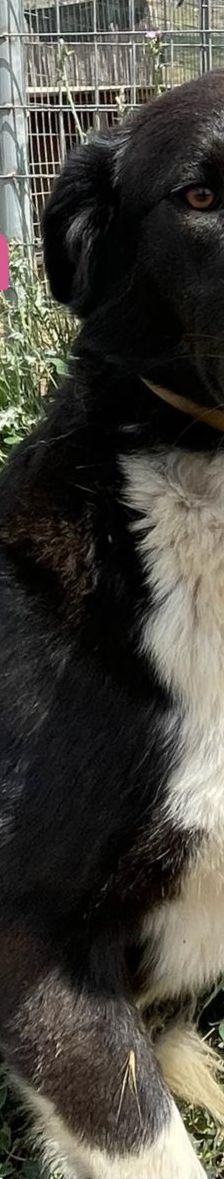 Stella – Mischling, Weibchen, 2 Jahre 5 Monate, Griechenland – Foto 12