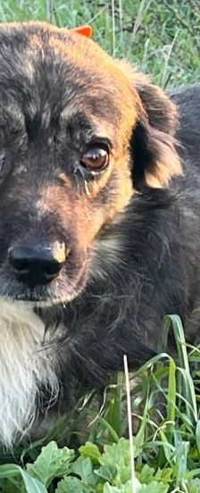 Tasos – Mischling, Männchen, 4 Jahre 5 Monate, Griechenland – Foto 1