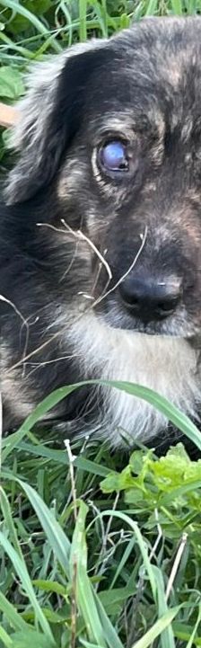 Tasos – Mischling, Männchen, 4 Jahre 5 Monate, Griechenland – Foto 2