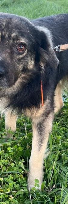 Tasos – Mischling, Männchen, 4 Jahre 5 Monate, Griechenland – Foto 3