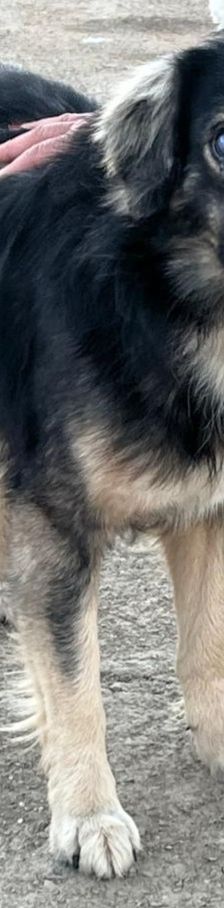 Tasos – Mischling, Männchen, 4 Jahre 5 Monate, Griechenland – Foto 4