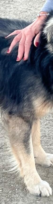 Tasos – Mischling, Männchen, 4 Jahre 5 Monate, Griechenland – Foto 5