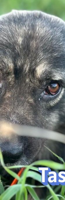 Tasos – Mischling, Männchen, 4 Jahre 5 Monate, Griechenland – Foto 6