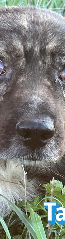 Tasos – Mischling, Männchen, 4 Jahre 5 Monate, Griechenland – Foto 7