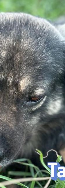 Tasos – Mischling, Männchen, 4 Jahre 5 Monate, Griechenland – Foto 8