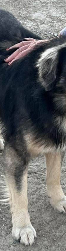 Tasos – Mischling, Männchen, 4 Jahre 5 Monate, Griechenland – Foto 9