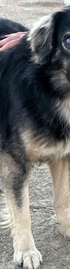Tasos – Mischling, Männchen, 4 Jahre 5 Monate, Griechenland – Foto 10