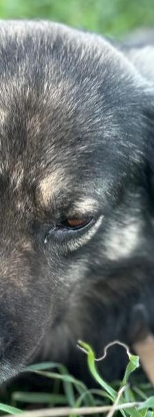 Tasos – Mischling, Männchen, 4 Jahre 5 Monate, Griechenland – Foto 11