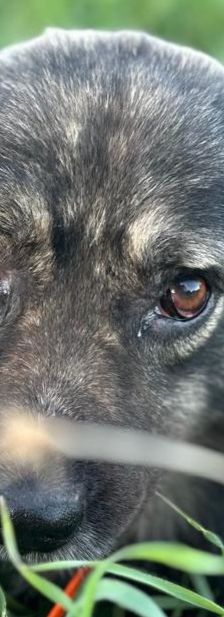 Tasos – Mischling, Männchen, 4 Jahre 5 Monate, Griechenland – Foto 12