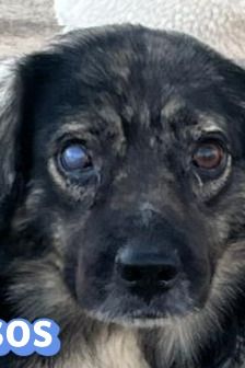 Tasos – Mischling, Männchen, 4 Jahre 5 Monate, Griechenland – Foto 13