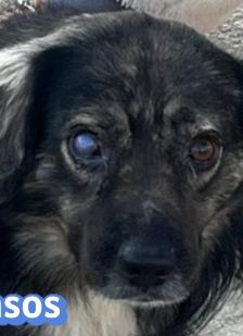 Tasos – Mischling, Männchen, 4 Jahre 5 Monate, Griechenland – Foto 14