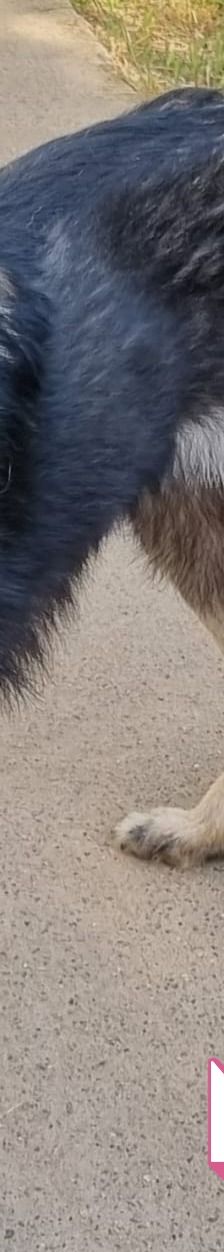 Naya – Mischling, Weibchen, 2 Jahre 7 Monate, Griechenland – Foto 3