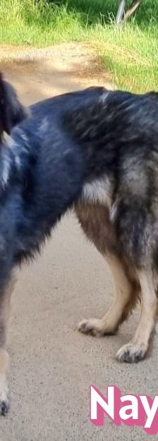 Naya – Mischling, Weibchen, 2 Jahre 7 Monate, Griechenland – Foto 4