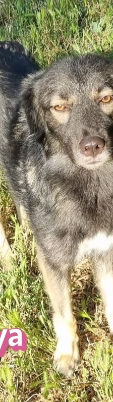 Naya – Mischling, Weibchen, 2 Jahre 7 Monate, Griechenland – Foto 6
