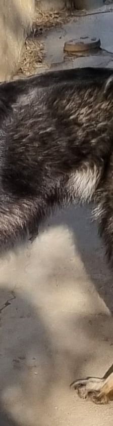Naya – Mischling, Weibchen, 2 Jahre 7 Monate, Griechenland – Foto 7