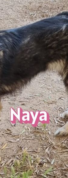 Naya – Mischling, Weibchen, 2 Jahre 7 Monate, Griechenland – Foto 10