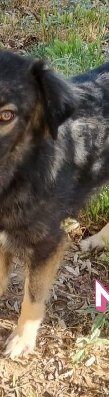 Naya – Mischling, Weibchen, 2 Jahre 7 Monate, Griechenland – Foto 12