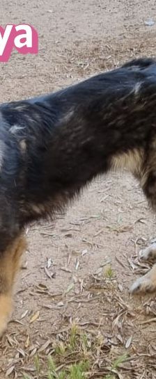 Naya – Mischling, Weibchen, 2 Jahre 7 Monate, Griechenland – Foto 14