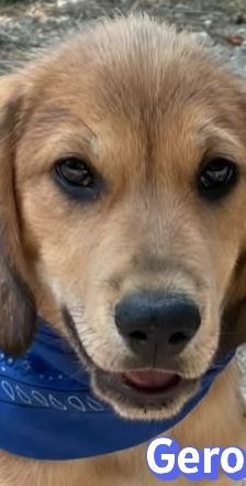 Geronimo – Labrador-Mix, Männchen, 4 Monate, Griechenland – Foto 1