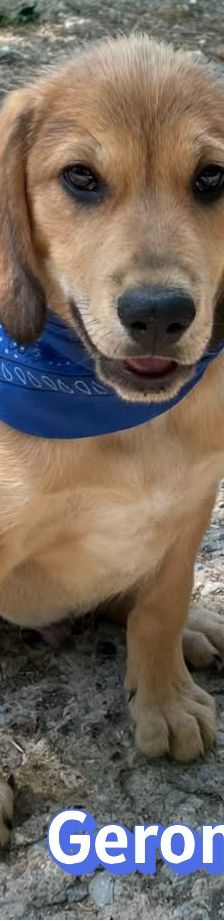 Geronimo – Labrador-Mix, Männchen, 4 Monate, Griechenland – Foto 2