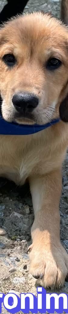 Geronimo – Labrador-Mix, Männchen, 4 Monate, Griechenland – Foto 3