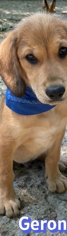 Geronimo – Labrador-Mix, Männchen, 4 Monate, Griechenland – Foto 4