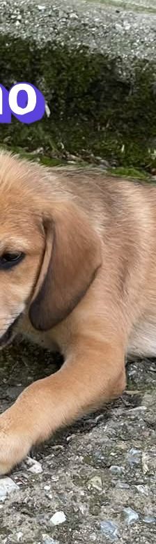 Geronimo – Labrador-Mix, Männchen, 4 Monate, Griechenland – Foto 5